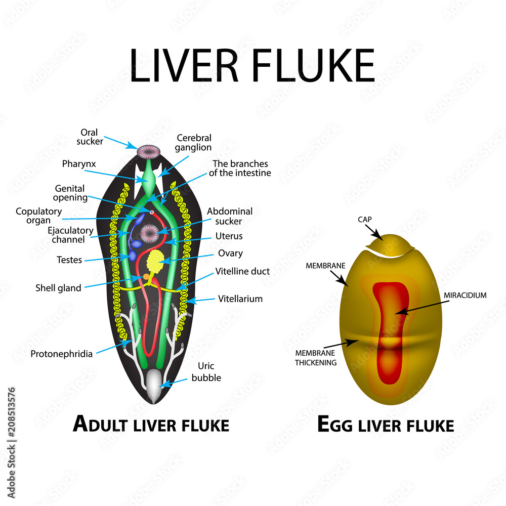 Liver fluke structure. Hepatic fluke. Egg trematodes structure. Set