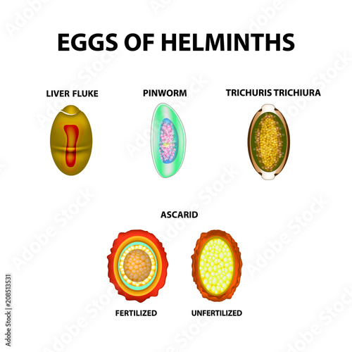 Set helminth eggs.  Worms egg. Hepatic fluke, hepatic trematode, ascaris, pinworm. Trichuris trichiura. Infographics. Vector illustration on isolated background.