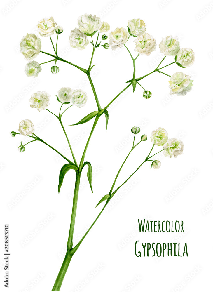 Watercolor illustration gypsophila