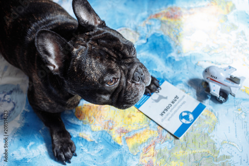 French bulldog lies on the world map with passport, hat and small plane, travel with dog, where to go with dog concept