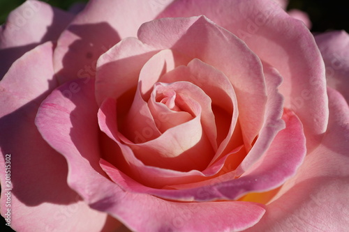 light pink rose