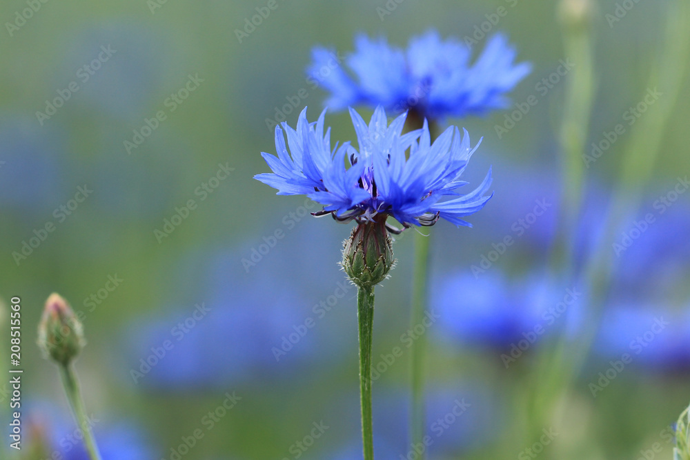 Blaue Kornblumenblüte Blaue Kornblumenblüte