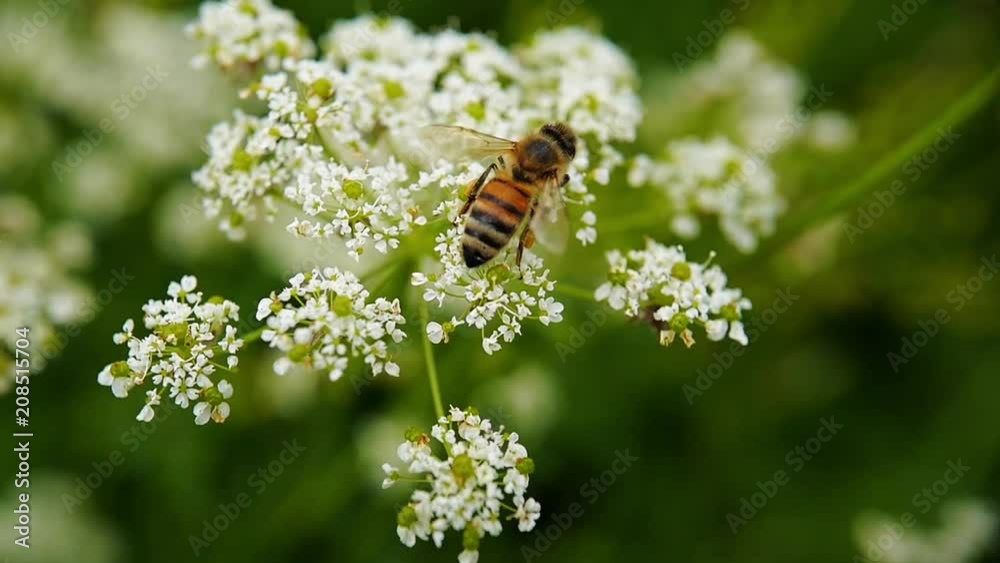 une abeille butine une fleur blanche 2 une abeille butine une fleur blanche 2