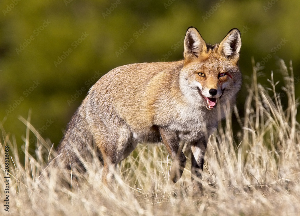 Naklejka premium Red Fox (Vulpes vulpes), Sierra Morena, Andalucia, Spain.