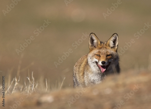 Red Fox (Vulpes vulpes), Sierra Morena, Andalucia, Spain. © tonymills
