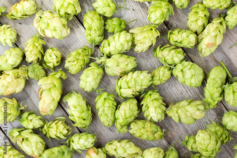Fototapeta premium Fresh green hop on a wooden table
