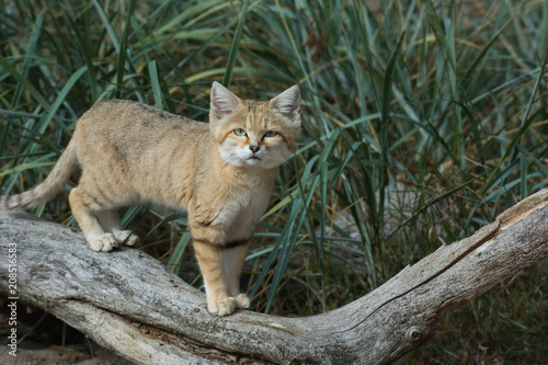 Canvas Print A curious sand cat on a log with grass in the background
