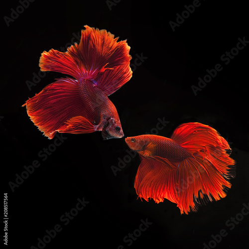 macro close up of dancing beta fish on black background 