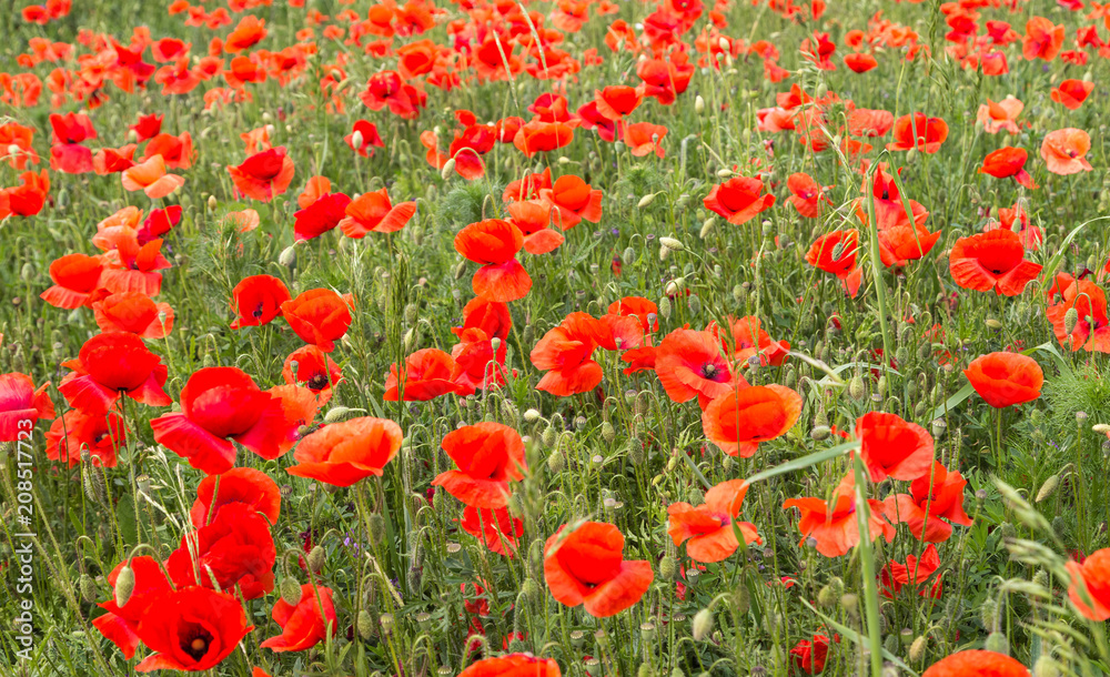 Mohnblumen auder Wiese.