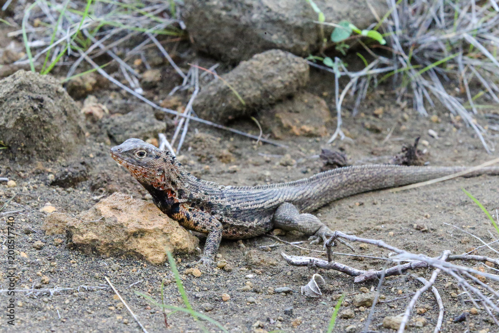 Fototapeta premium Lava lizard in the Galapagos