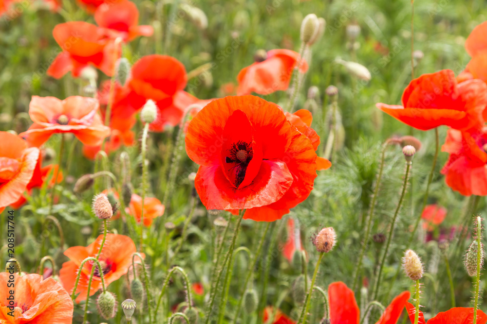 Fototapeta premium Mohnblumen auder Wiese.