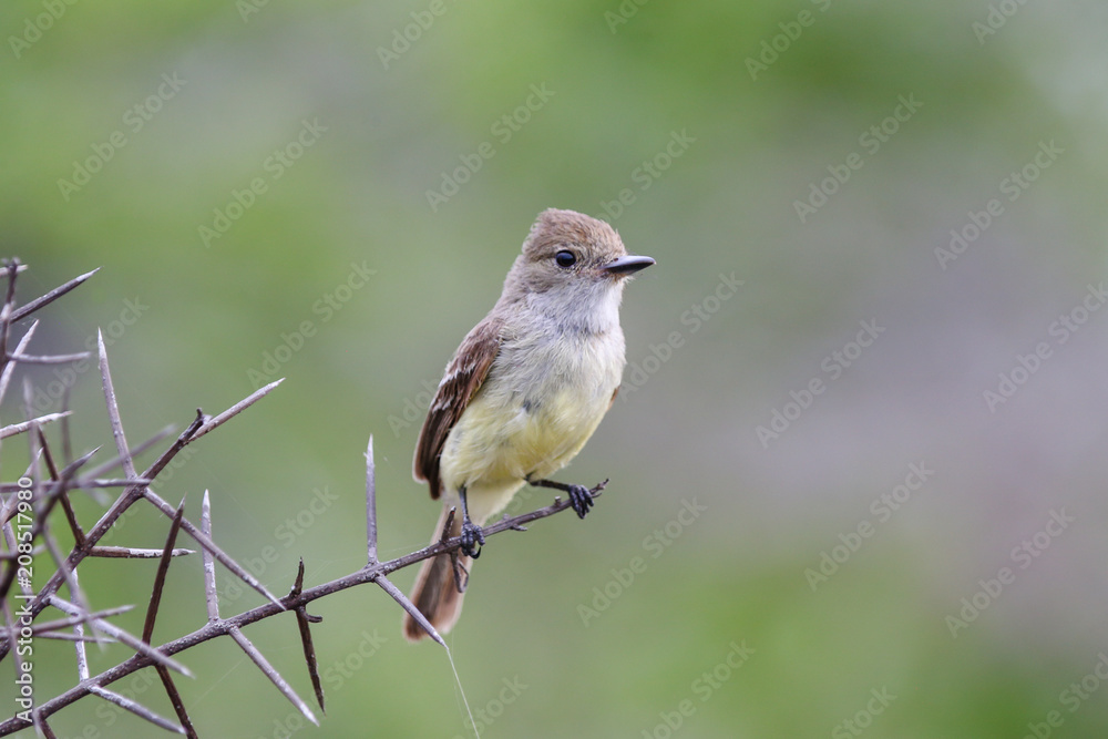 Galapagos Finch on a Tree Branch Galapagos Finch on a Tree Branch