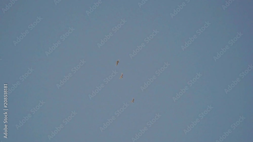 Three white birds fly in the evening in the sky Three white birds fly in the evening in the sky