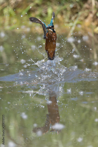 Martin pescatore in pesca (Alcedo atthis)