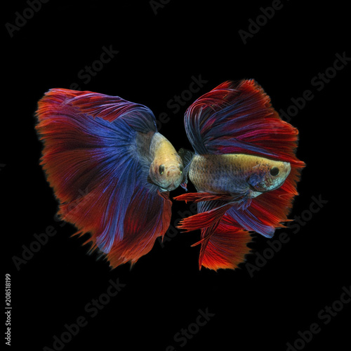 macro close up of dancing beta fish on black background 
