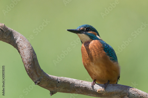 Obraz na plátně Martin pescatore su posatoio (Alcedo atthis)