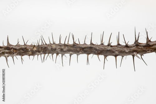 Thorn Tree trunk on a white background.