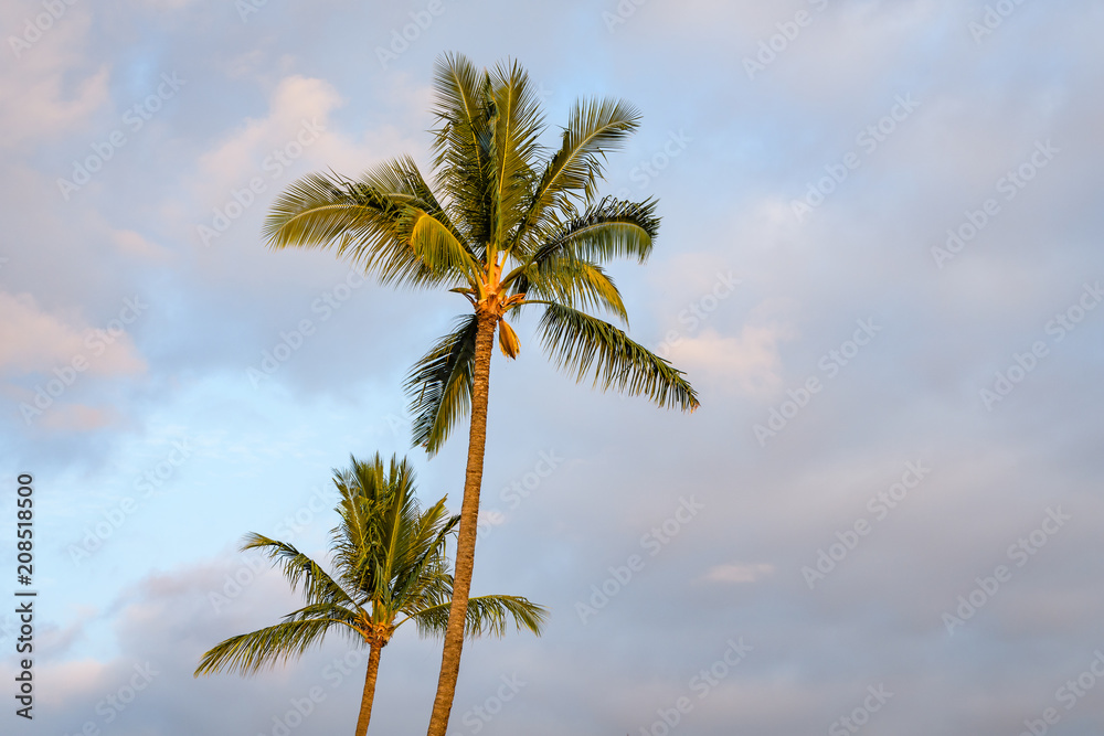 Two palm trees lit by the beautiful warm late afternoon light with blue sky and white clouds in the background, Hawaii
