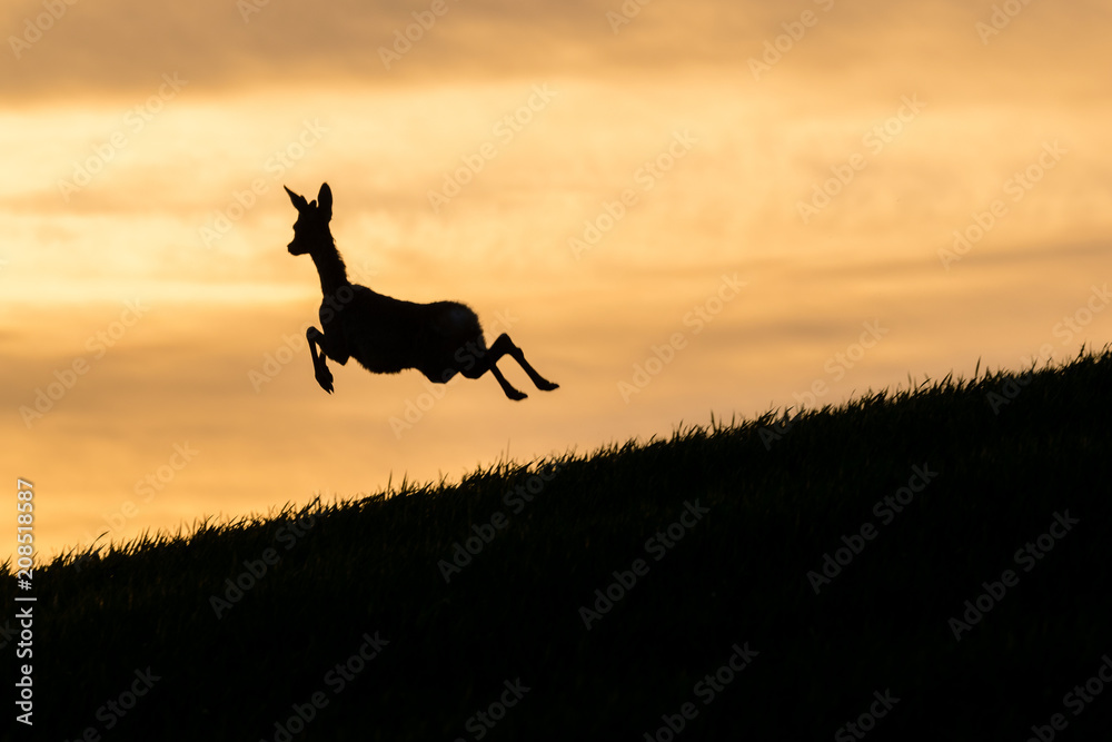 Reh springt auf einem Hügel im Sonnenuntergang