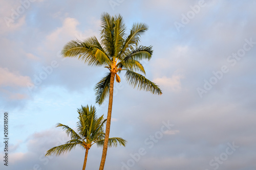 Two palm trees lit by the beautiful warm late afternoon light with blue sky and white clouds in the background, Hawaii 