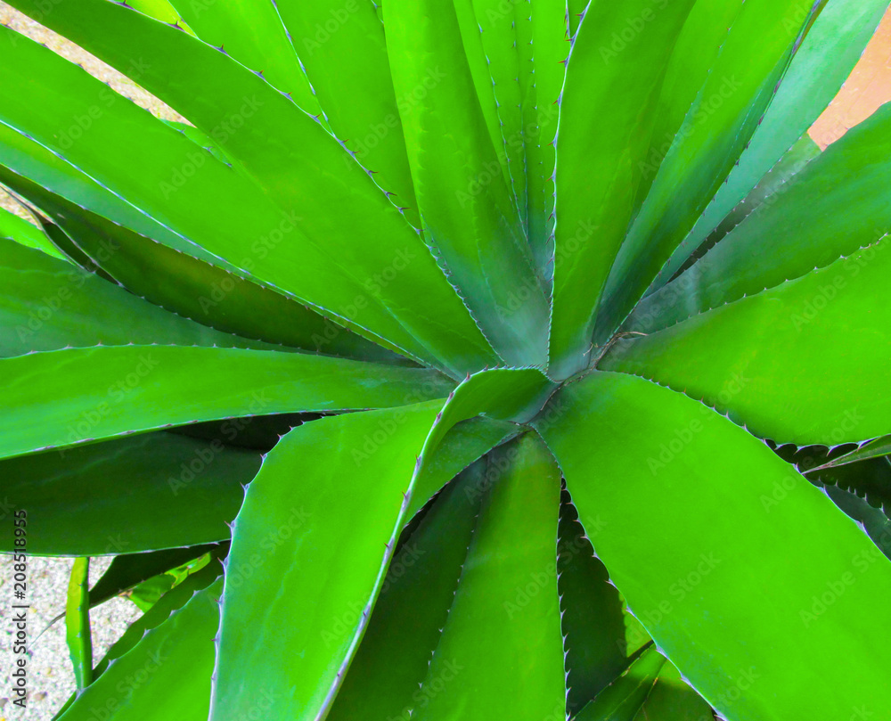 Green leaves of agave cactus close-up. Large succulent plant leaves from the southwest of America. Green leaves of agave cactus close-up. Large succulent plant leaves from the southwest of America.