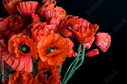 Fototapeta Naklejka Na Ścianę i Meble -  Poppy flowers