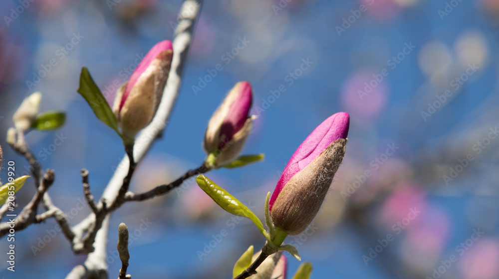 Flowers Flowers