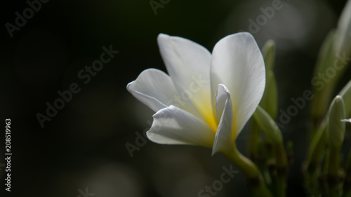 Plumeria Flower