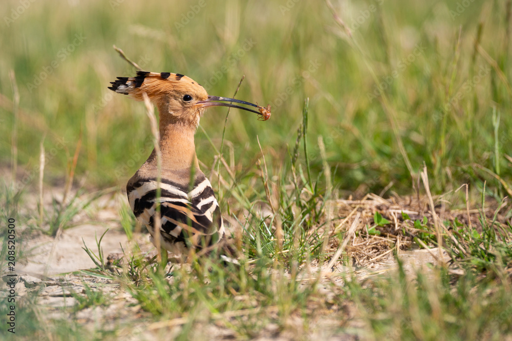 Obraz premium Wiedehopf