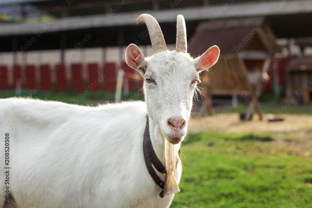 Goat looking into camera, with farm in background. Goat looking into camera, with farm in background.