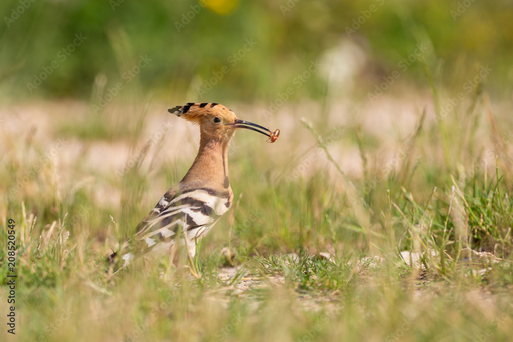 Obraz premium Wiedehopf