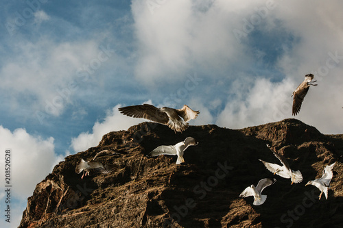 Seagulls flying near Los Gigantes coastline, Canary Islands - Tenerife, Spain