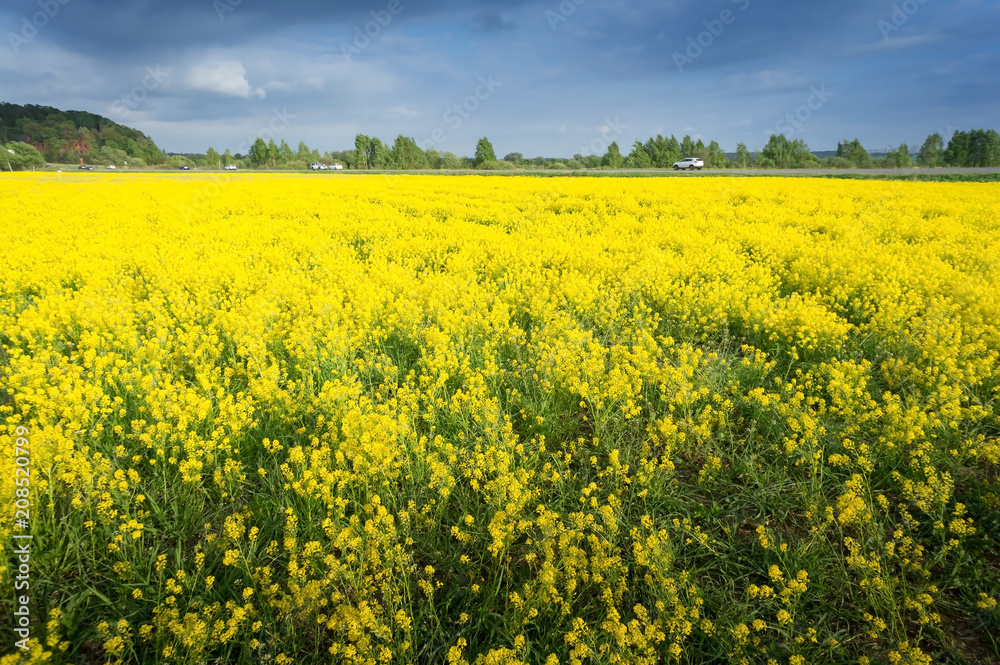 golden field of flowering rapeseed with beautiful clouds on sky - brassica napus - plant for green energy and oil industry