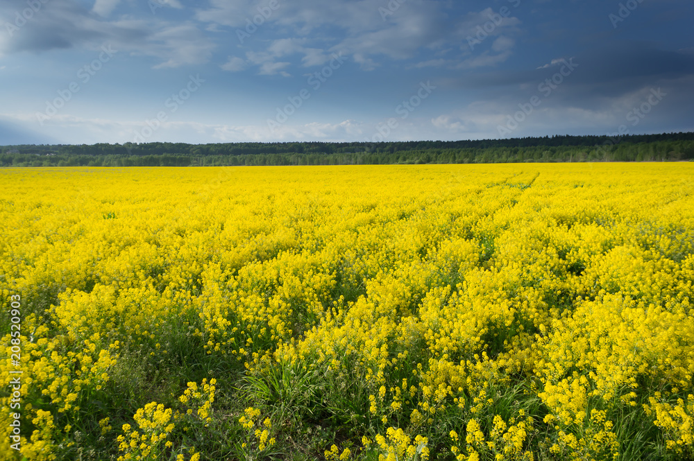 yellow rape seed field in spring