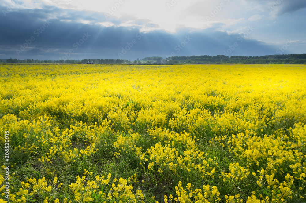 Obraz premium yellow rape seed field in spring
