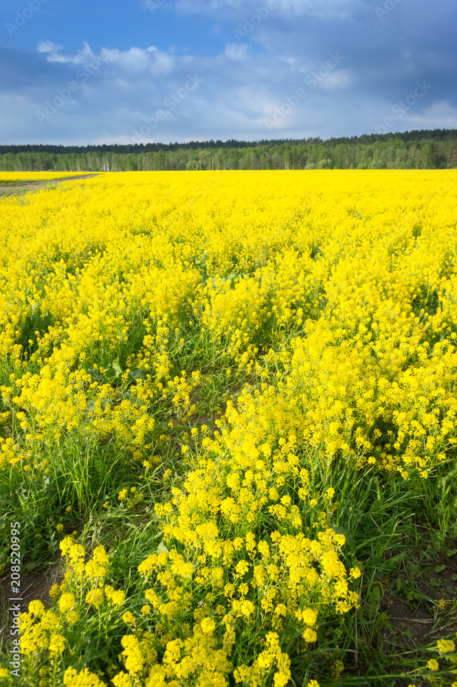 Obraz premium golden field of flowering rapeseed with beautiful clouds on sky - brassica napus - plant for green energy and oil industry