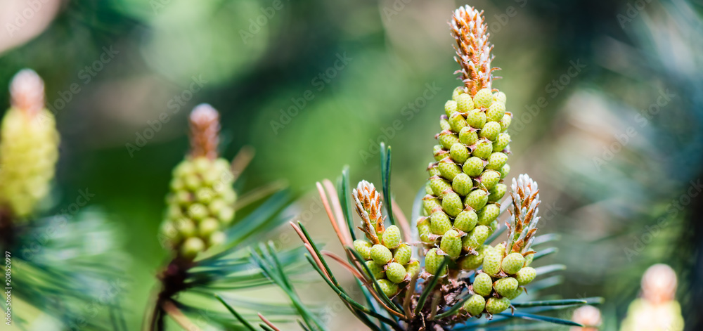 Blooming pine - pollen allergy - close up - banner Blooming pine - pollen allergy - close up - banner