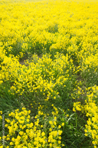 yellow field with oil seed rape in early spring