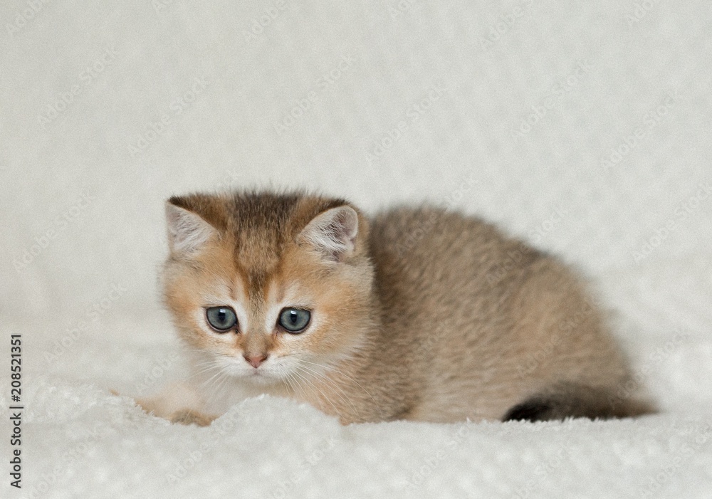 Beautiful young cat Beautiful young cat