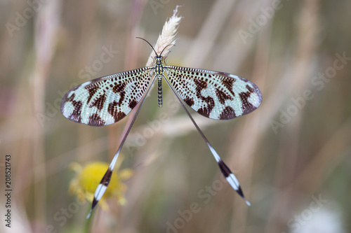 Nemoptera coa in its natural environment.