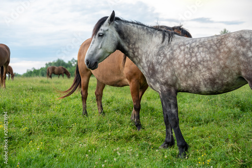 Herd of horses in the meadow, countryside © dero2084