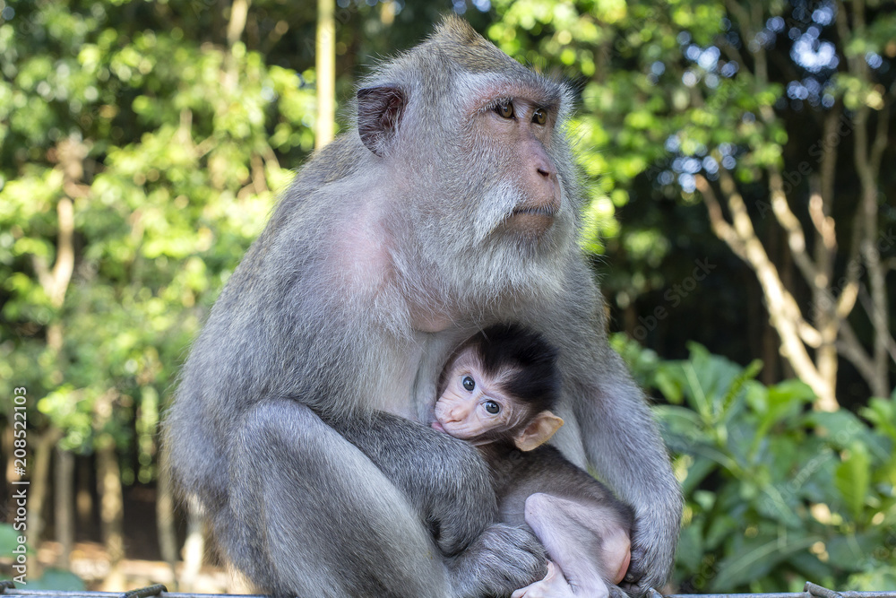 Portrait of baby monkey and mother at sacred monkey forest in Ubud, Bali, Indonesia. Close up Portrait of baby monkey and mother at sacred monkey forest in Ubud, Bali, Indonesia. Close up