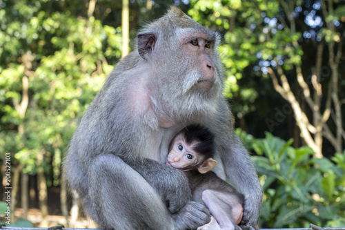 Portrait of baby monkey and mother at sacred monkey forest in Ubud, Bali, Indonesia. Close up © OlegD