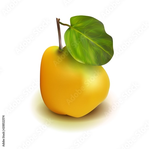 Photo realistic quince apple pear 3d vector fruit with leaves isolated on white background. Cydonia oblonga in the family Rosaceae.