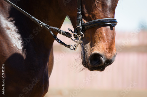 Fototapeta Naklejka Na Ścianę i Meble -  Portrait of dressage horse with the bridle on dark background. Detail close-up