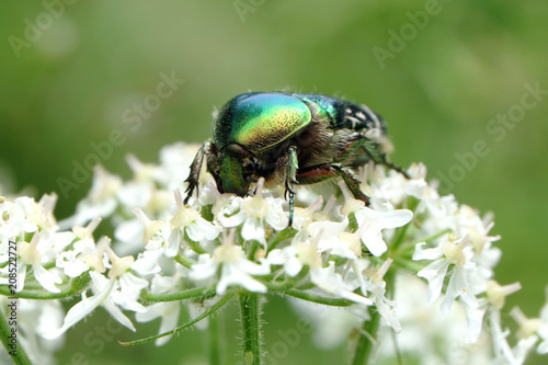 Green rose chafer - Stockphoto