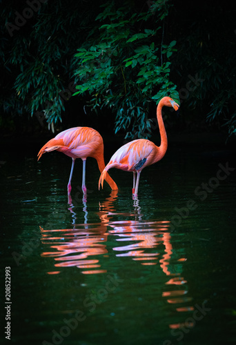 Dwa karaibskie flamingi z odbiciem w wodzie