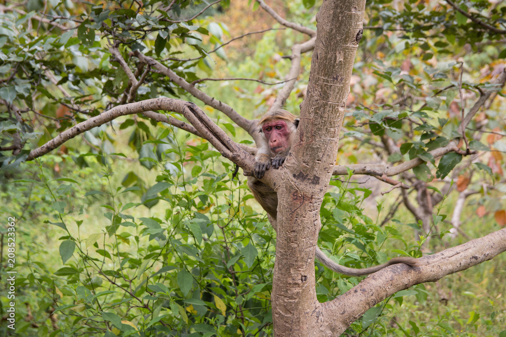 monkey monkey