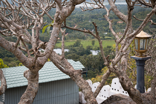 tree