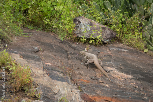 lizard
